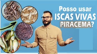 POSSO USAR ISCAS VIVAS NA PIRACEMA 20242025 [upl. by Nwadahs540]