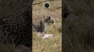 Leopard’s Stealthy Victory Dragging Pelican in Chobe National Park leopard safarisightings [upl. by Erlandson503]