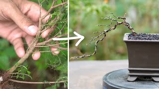 How to make Bonsai tree at home [upl. by Elbag]