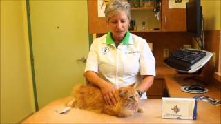 Flea Treatment for Cats How to Apply Revolution for Cats [upl. by Divadnhoj896]