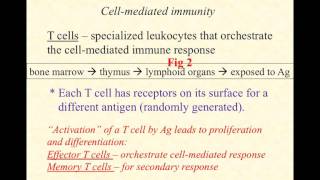 BIO2020 Episode 065 adaptive immunity Tcell activation [upl. by Fernandina]