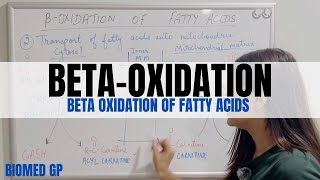 BetaOxidation of Fatty Acids  Metabolism of Lipids [upl. by Naillik]