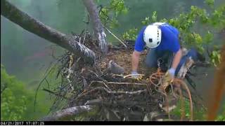 42117 AEFDC Eagle Cam  The Eaglet Has Landed Welcome Home DC 4 [upl. by Hadihahs]