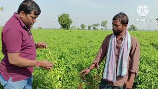 Chilly Unisem Nandhu199 farmer feedback on 28112024 [upl. by Aicetal]