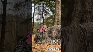 4 year old Bb turkey 🦃☀️ cutepets petturkeys turkeys petchickens cutechickens [upl. by Eelra]