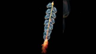 Siphonophore Facts Mysterious Sea Creature nature seacreatures rare [upl. by Arrek606]