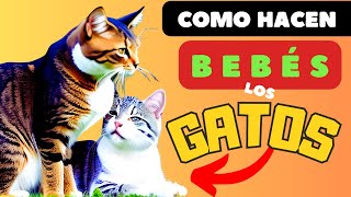 APAREAMIENTO DE GATOS ▶ descubre ciclo reproductivo GATA EN CELO 6 puntos clave que debes conocer [upl. by Hako]