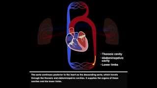 Pulmonary and Systemic Circulations [upl. by Gradey]