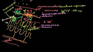 Вторичный активный транспорт в нефроне [upl. by Erait]