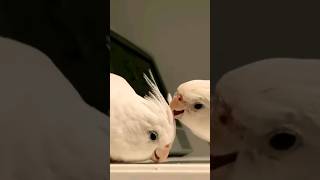 Cockatiel Preening turns into Fighting parrot birds cockatielsinging shorts [upl. by Grant]