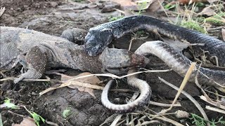 King Cobra VS Monitor Lizard Fight naag jogi [upl. by Ynogoham]