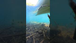 kayakbassfishing fishing fish underwater marinelife bluegill bassfishing milliondollarbaby [upl. by Bobby]