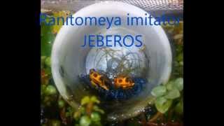 Complete metamorphosis of Ranitomeya imitator Jeberos [upl. by Kenney]