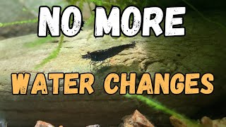 🦐 Shrimp Tank Water Changes Are They Really Necessary My Experience [upl. by Fennell]