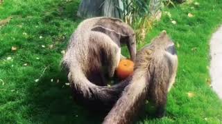 Giant Anteaters have a smashing good time at Drusillas this Halloween [upl. by Dleifrag]