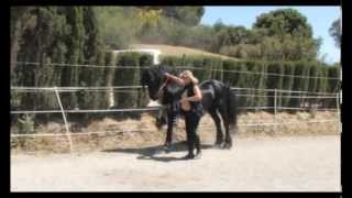 The Beautiful Friesian Horse Part 1 [upl. by Salomo308]