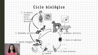 Tema de Gnathostoma sp [upl. by Anegue]