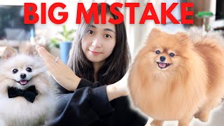 5 Common Mistakes That New Pomeranian Owners Make [upl. by Khorma134]