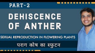 Dehiscence of Anther Sexual Reproduction in Flowering Plants  CBSE  NEET Hindi Medium [upl. by Allemrac]