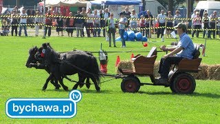 XII Pokaz Użytkowania Koni i Kuców  Bychawa 2017 [upl. by Iaoh]