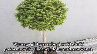 Jodła koreańska Cis  Abies koreana Cis BONSAI jodła formowana o kulistym pokroju [upl. by Gagnon]