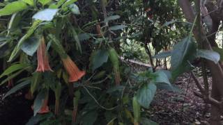 Brugmansia Sings with the Music of the Plants Device [upl. by Anyela744]