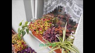 Coleus Buntnessel timelapse [upl. by Weinhardt]