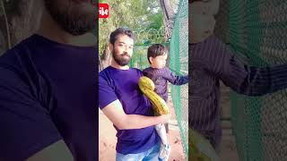 funny monkey shorts funny comedy monkey bandar cute trendingshorts shortsytshorts [upl. by Onit154]