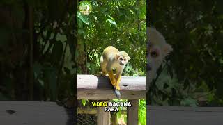 Fui ao zoológico de Salvador e em breve tem vídeo para vocês aqui no canal [upl. by Htbazile]