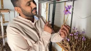 Indoor saffron farming full infrom [upl. by Anaya973]