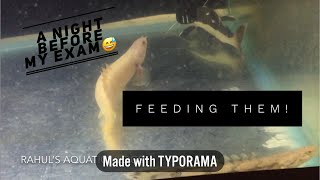 Feeding my Bichirs and Red tail catfish  Unplanned video [upl. by Kore451]