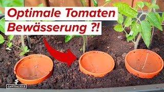 Tomaten Bewässerung ➜ Diese Methode wird dich begeistern Tomaten richtig gießen [upl. by Ailemor]