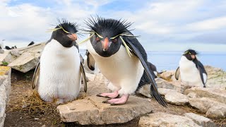 Southern Rockhopper Penguin paradise Falkland Islands [upl. by Nerty]