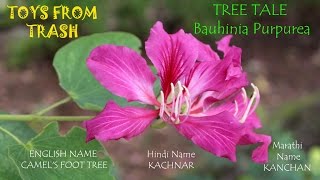 Tree Tale  Bauhinia Purpurea  English [upl. by Anerak967]