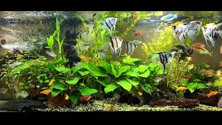 angelfish community tank [upl. by Bach437]