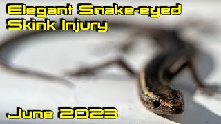 Injured Elegant Snakeeyed Skink Cryptoblepharus pulcher 20230624 [upl. by Vonnie]