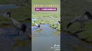 Black Necked Cranes Playing in the Water travel 西藏 [upl. by Nnaik]