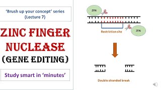 Zinc Finger Nuclease  ZFN  Gene editing tool  Target specific  Simplest concept [upl. by Siegel]