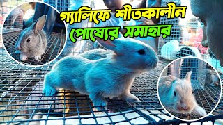 Gallif Street Pet Market  Current Rabbits Bunny Hamster Price Updates  Kolkata Sunday Big Market [upl. by Drews102]