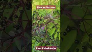 Time to Pick Elderberries gardeningvideos gardening growfood growfoodathome garden [upl. by Ailices]