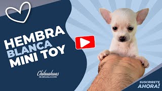 Chihuahuas Tacita de Te en México  chihuahuasdebolsillocom [upl. by Rivkah]