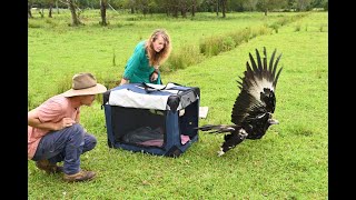 Release of Alexis Wedgetailed Eagle Nov 24 [upl. by Eilsew]