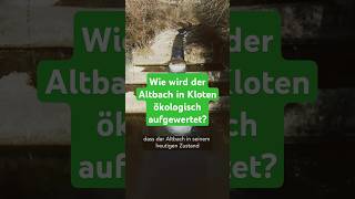 Warum wird in Kloten der Altbach verändert und in die Natur eingegriffen [upl. by Lauber]