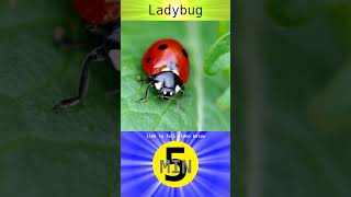 Ladybug  Short [upl. by Anaib]