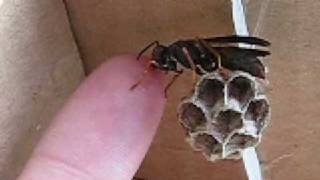 Hand feeding your pet Polistes wasps [upl. by Ellenyl]