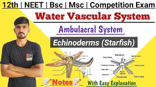 Water Vascular System In Hindi  Echinoderms Starfish  Ambulacral System  By Dadhich Sir [upl. by Oalsecnew]