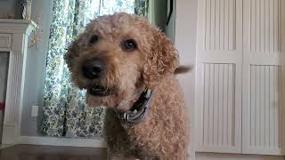 Farfel The Goldendoodle barking [upl. by Scibert]