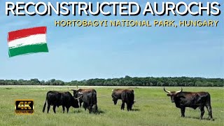 Herd of reconstructed Aurochs in Hortobagyi National Park Hungary [upl. by Kantos]