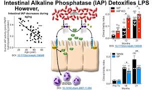 LPS Increases During Aging Besides Calorie Restriction What Else Can Reduce It [upl. by Nwahsud]