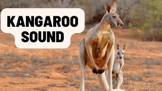 What sound does a kangaroo make  sound of kangaroo [upl. by Spancake567]